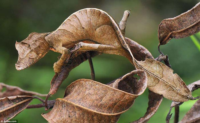 16.) Satanic Leaf-tailed Gecko.