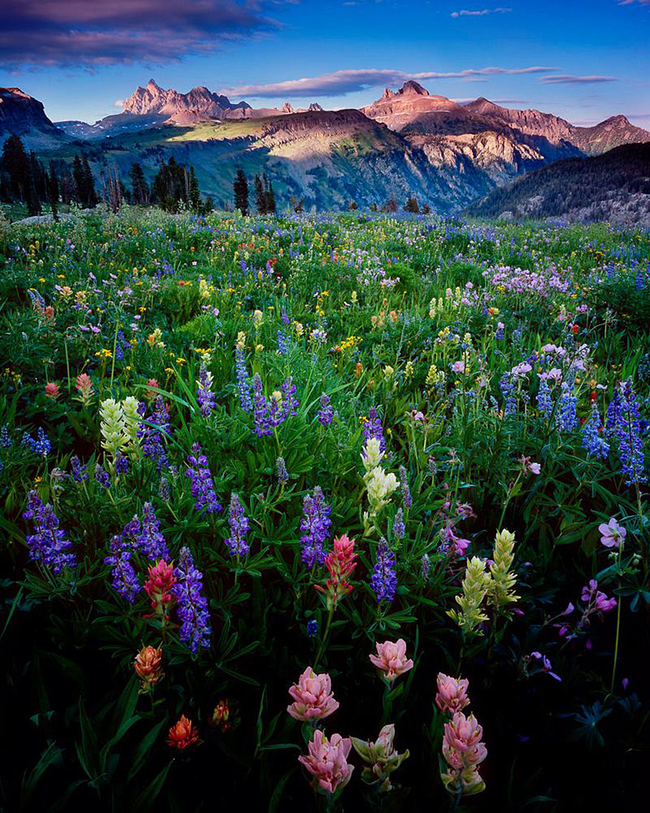 13.) This flowery meadow.