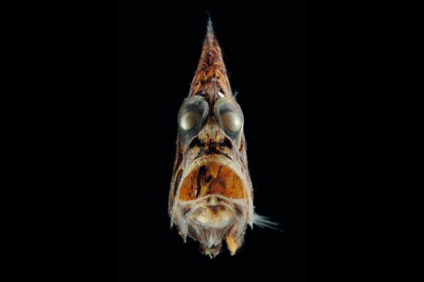 12. Hatchetfish - Their terrifying eyes point upward so they can spot any leftover fish food that might be falling from above.