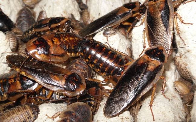 2012: Edward Archibold died of choking after winning a cockroach eating contest.