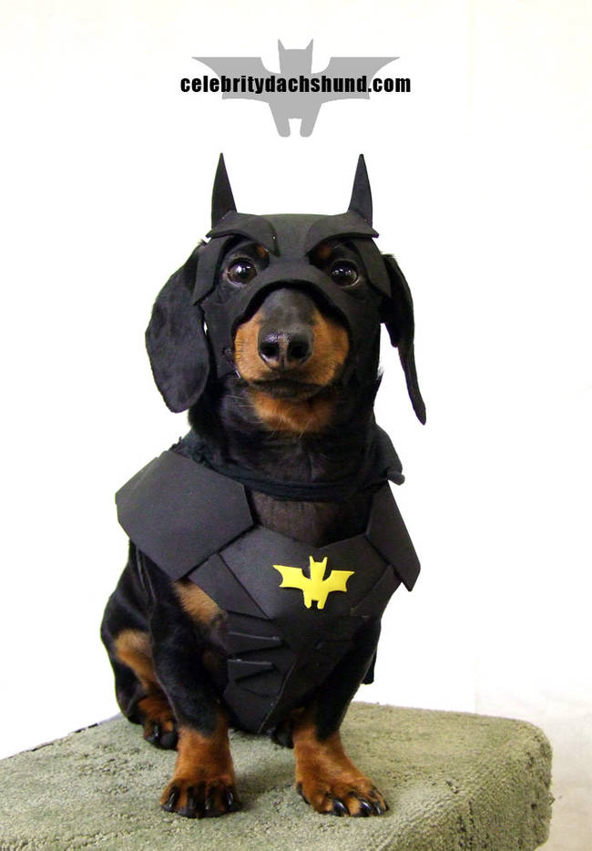 Bat Dog.