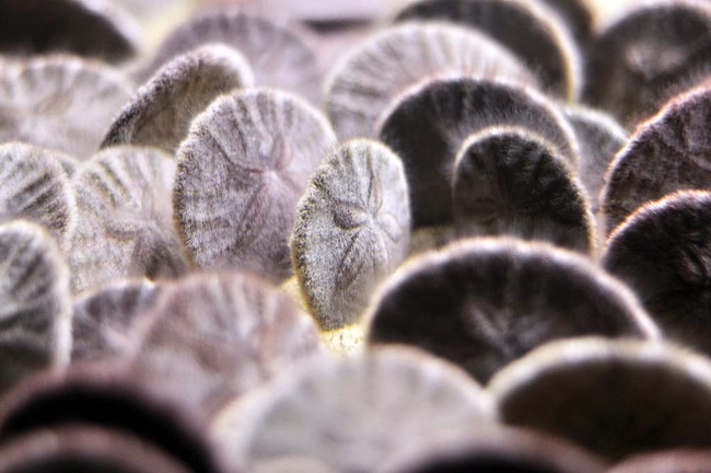 Sand dollars tend to be found in groups.