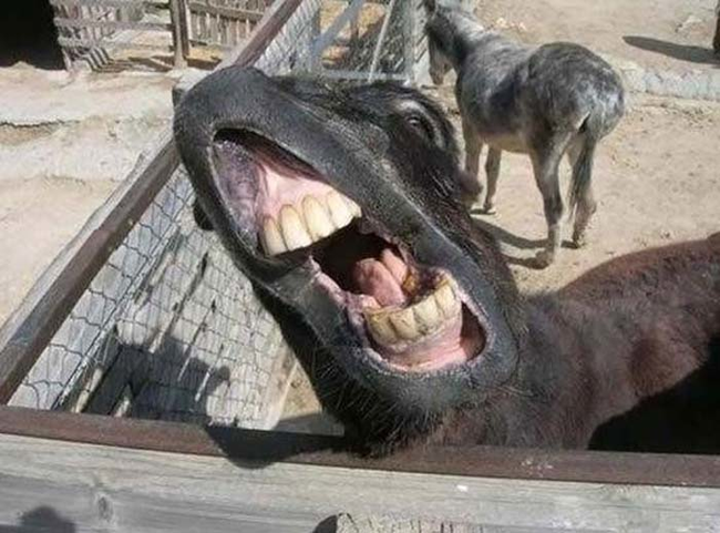 7.) This is why donkeys don't get dates.