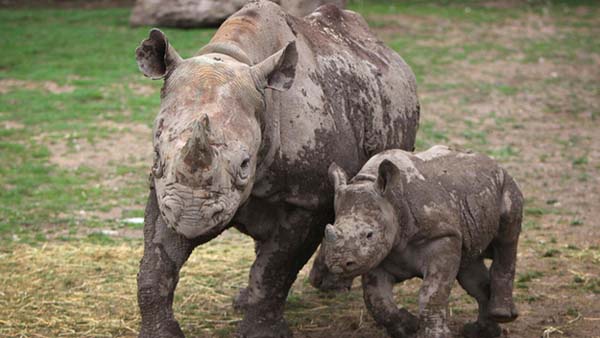 3.) Western Black Rhinoceros (2011)