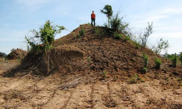 21.) The largest ant colonies are called “supercolonies.” They create giant ant hills and can be thousands of miles long. The largest supercolony covers over 3,700 miles, and has over 1 billion ants.