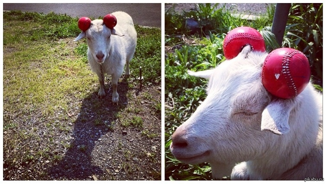 And this goat is ready for just about anything. Safety first!