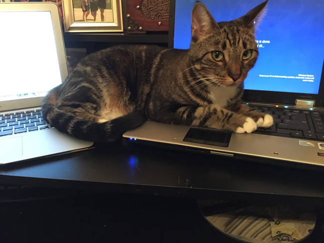 She can't decide if she's a Mac or PC cat.