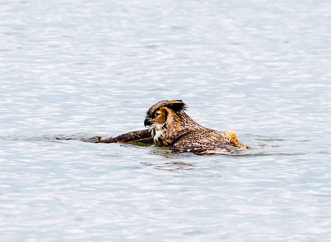 He was likely a young owl leaving his parents territory for the first time.