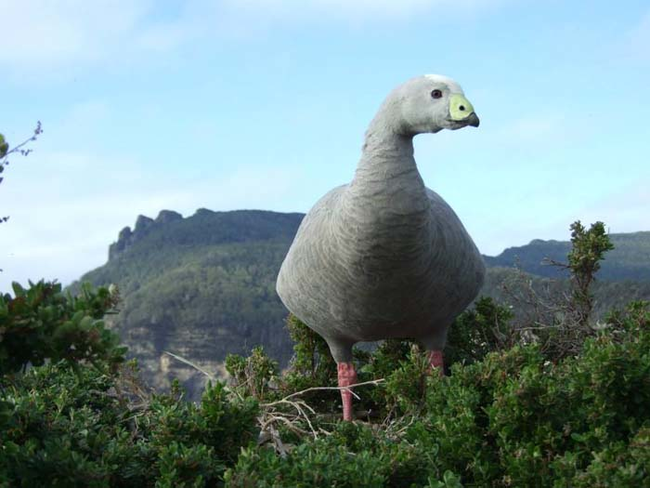 Attack of the mega pigeon.