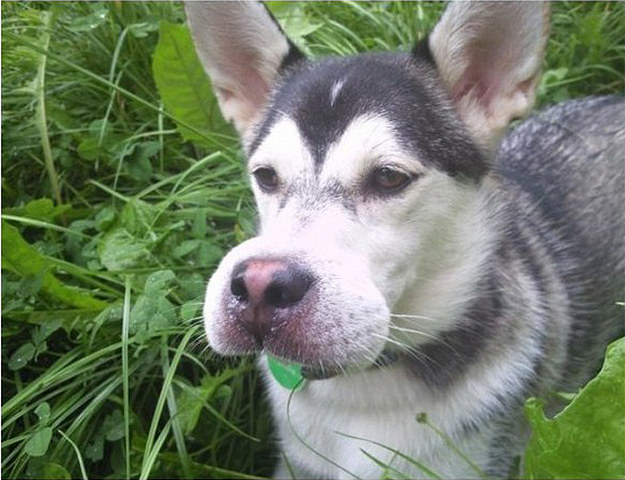 1.) Yep, this dog definitely ate a bee.