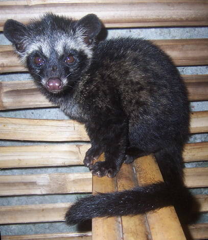 In 1995, John Martinez won the Ig Nobel Prize in nutrition for Luak Coffee, the most expensive coffee in the world. Creating the coffee involves getting a luak (a small Indonesian bobcat like creature) to swallow and poop out the coffee beans.