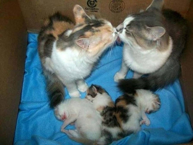 15.) These kissing kittens.