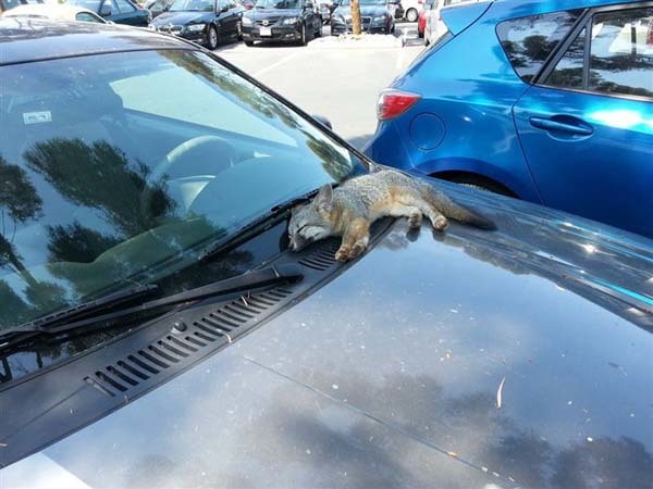 1.) This tiny fox fell asleep on one lucky person's car.