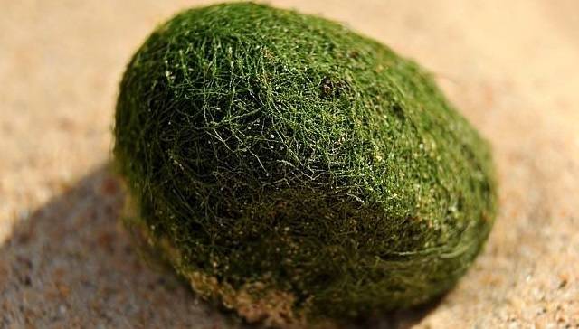 "Marimo" is actually Japanese for "bouncy plant."