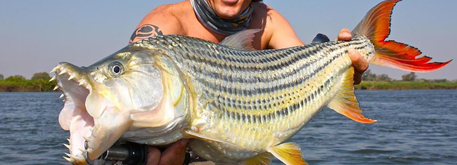 12.) Tigerfish