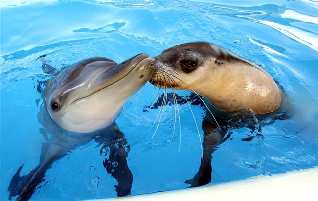 12.) This odd couple would be natural competitors for food in the wild, but in captivity Jet and Miri are the best of friends, playing together in the pools of Pet Porpoise Marine Park in Australia.