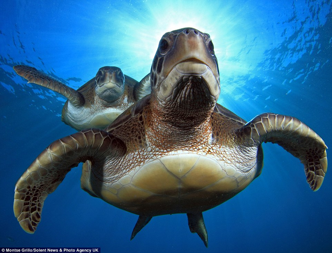 From feeding sights to nesting areas, these turtles travel lengthy migrations throughout their lives.