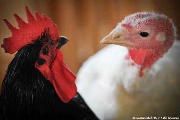 Some birds are ALSO smarter than your toddler.