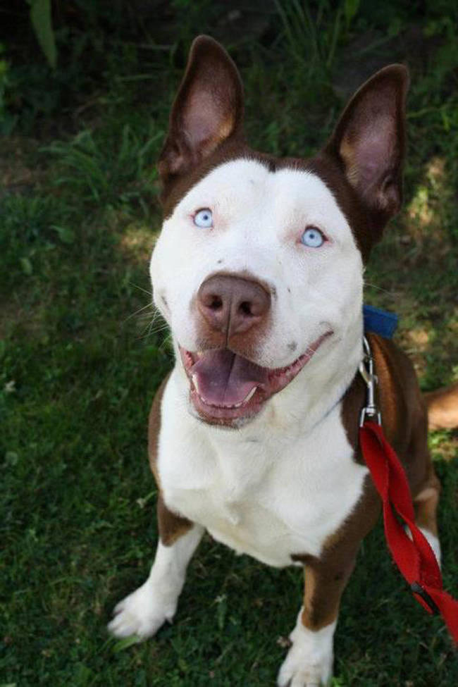 Pitsky: pitt bull and husky