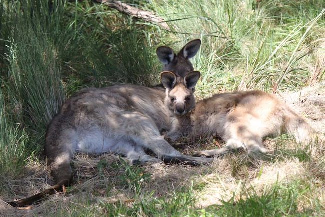 5.) If joeys feel threatened, they'll dive into their mother's pouch (just like you've seen in the cartoons).