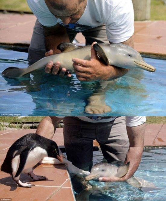 Baby dolphin AND mini penguin? Oh goodness!