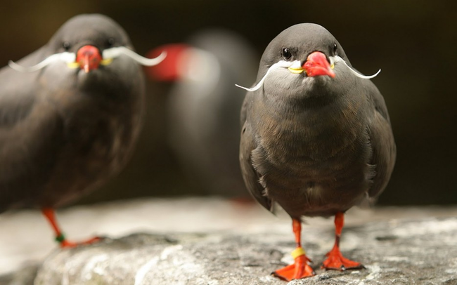 14.) Inca Tern