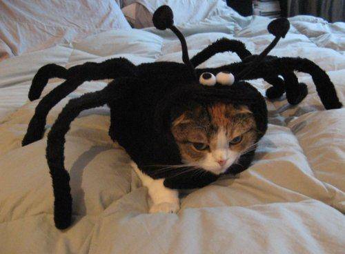 Don't worry, this is not a spider, just a kitty who is sometimes forced to tolerate his owner's antics on Instagram.