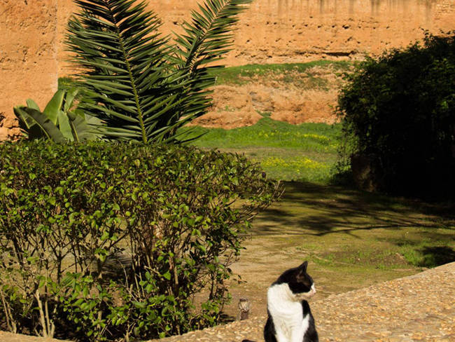 A very handsome Moroccan minx.