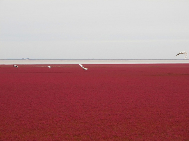 These wetlands boast over 260 different kinds of birds.