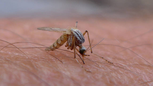 12.) Japanese scientists studied mosquitos to create a virtually painless syringe needle.