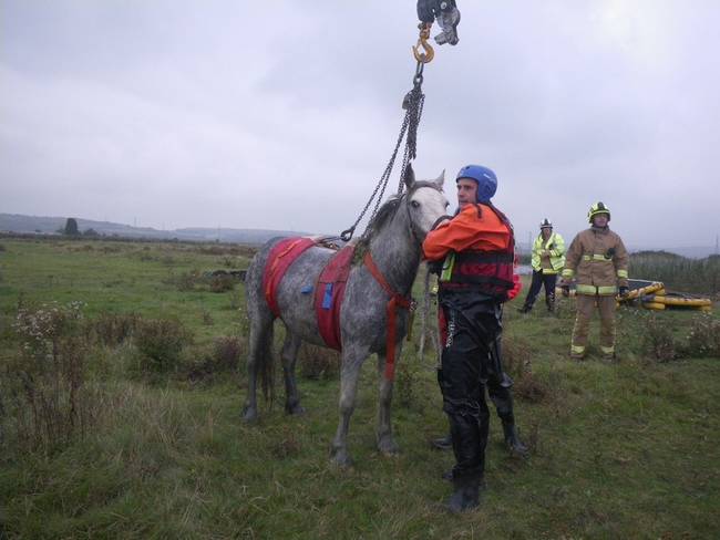 Most horses wouldn't have had the strength to stand after such a strenuous day, but most horses also wouldn't have lasted that long in the cold water. Luckily, this one had enough fat reserves to keep it warm and full of energy.