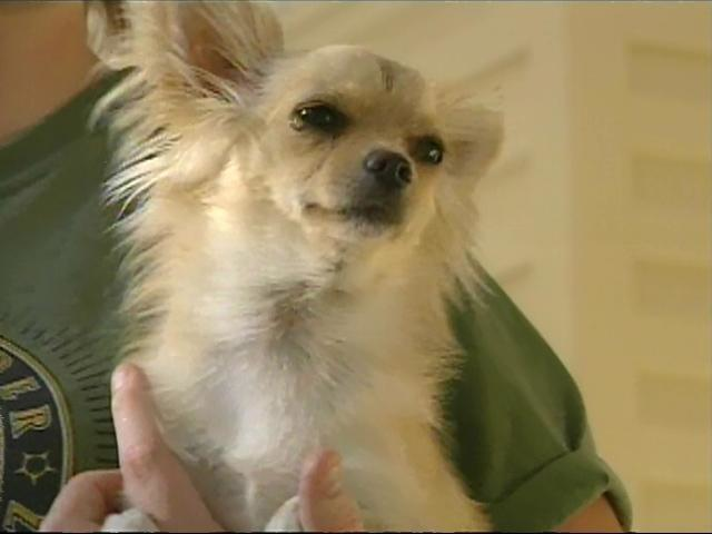 4.) Zoey: Tiny but fierce, this chihuahua stepped in between her owner's infant child and a rattlesnake. She suffered a bite just above her eyes but made a full recovery.