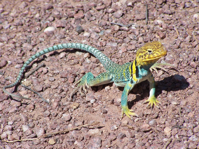 10.) Collard Lizard