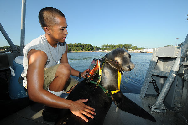 2.) Sea Lions have often been recruited by the Navy as trained deep sea divers.