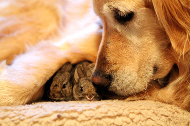 This dog who discovered abandoned baby bunnies and adopted them as her own.