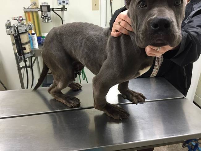 In addition to being incredibly emaciated, all four of Landis' tendons in his legs are ruptured. His growth is stunted and his spine is curved, most likely a symptom of being kept in a small space.