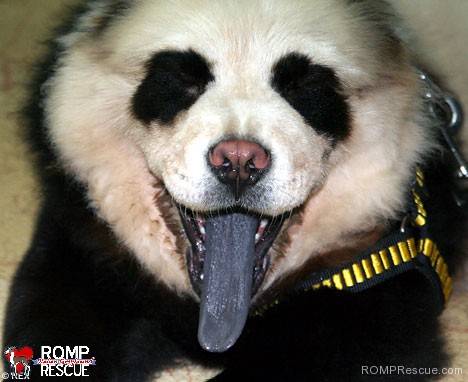 6.) Turn your dog into a panda, or, with a few extra strokes, a member of KISS.