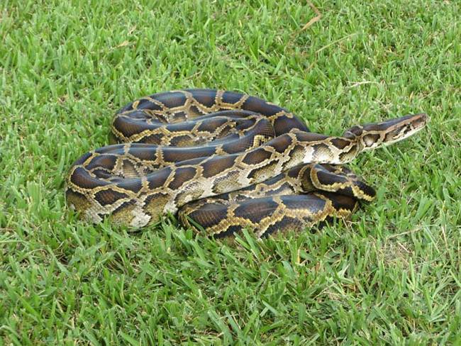 Encounters between pythons and alligators are pretty rare in the Everglades. Usually, when they happen, it's the alligators who win, not the pythons.