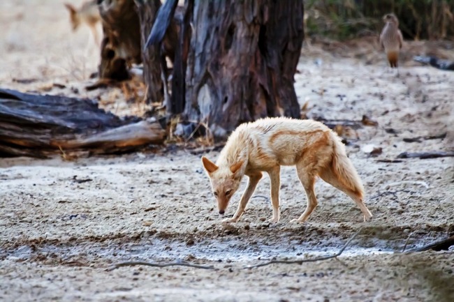 17.) Erythristic black backed jackal. Erythrism is a genetic condition that turns an animal's fur an unusual reddish pigmentation.