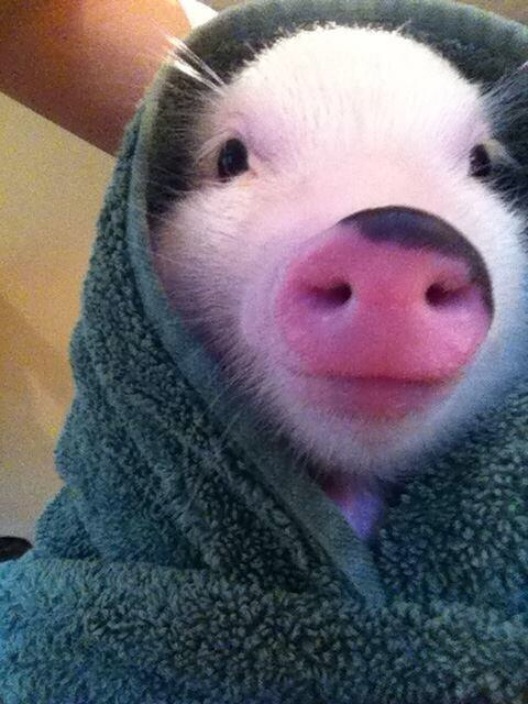 And a pig in a towel.