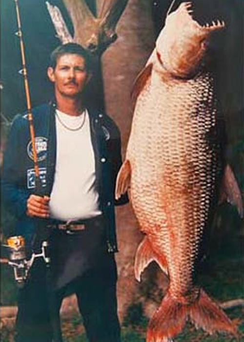 Raymond Houtmans caught the largest tigerfish ever recorded at 97lb. in 1988.  Judging by his face in the photo, we assume it was done out of red-hot revenge.