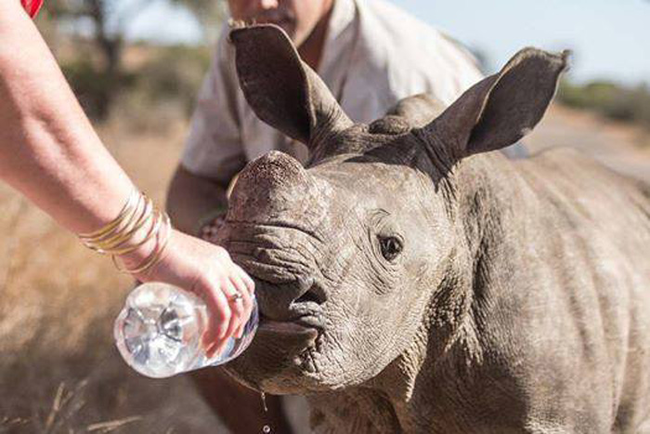 While waiting for park rangers to arrive, he gave the calf water to drink and poured some over her baked skin.