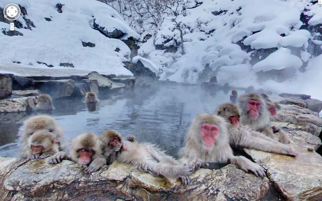 25.) Monkeys hanging out somewhere in Japan.