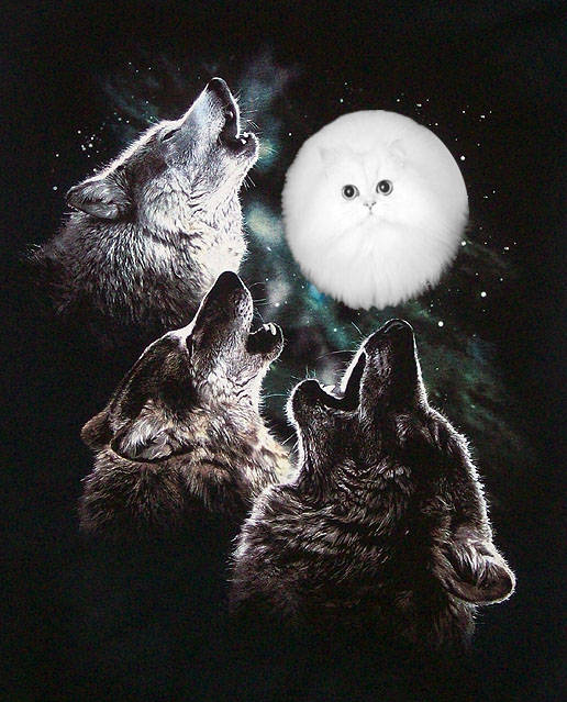 Three Wolf Cat, after the infamous <a href="https://www.amazon.com/The-Mountain-Three-Short-Sleeve/dp/B002HJ377A/ref=cm_cr_pr_product_top">T-shirt</a> that spurred many a satirical review.