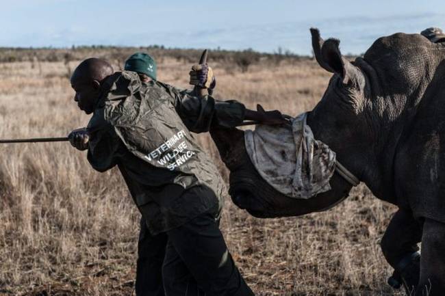 The conservation project is supported by South African government's Security Cluster, who will also enforce harsher punishment for those caught poaching.