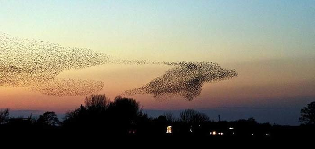 23.) It's a bird... it's a plane... it's... a dolphin made out of birds!?