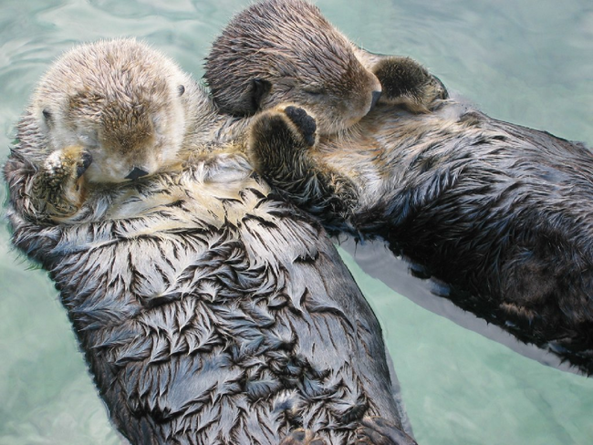 7.) A romp of otters.