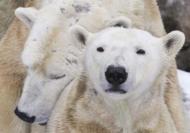 12.) Polar bear cubs will stay by their mother's side for about two years. Then, they'll learn to hunt and swim.