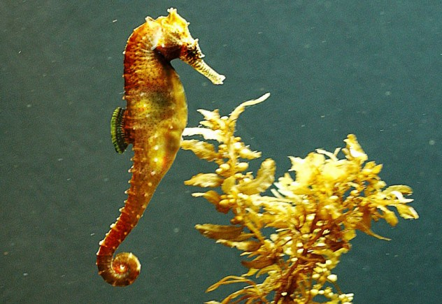 Golden seahorses.