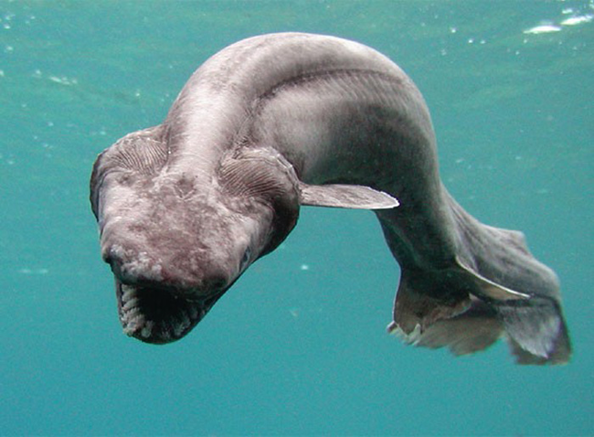 10.) Under water, frilled sharks beat elephants' record pregnancy lengths with their incredibly slow-growing babies. Their embryos grow at a rate of about half an inch per month, which makes the full term around 3-and-a-half years.